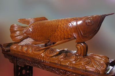 屬龍養(yǎng)什么魚招財轉(zhuǎn)運(yùn)：屬龍的人在家中養(yǎng)魚可以起到招財轉(zhuǎn)運(yùn)的效果 屬龍養(yǎng)什么魚招財轉(zhuǎn)運(yùn)：屬龍的人在家中養(yǎng)魚可以起到招財轉(zhuǎn)運(yùn)的效果 龍魚百科 第4張