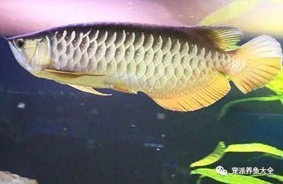 龍魚內細菌感染怎么辦（龍魚內細菌感染的治療方法） 龍魚內細菌感染怎么辦（龍魚內細菌感染的治療方法） 龍魚百科 第2張