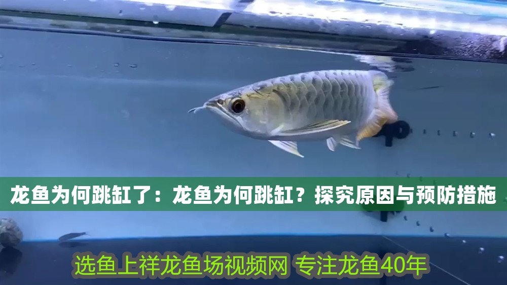 龍魚為何跳缸了：龍魚為何跳缸？探究原因與預(yù)防措施