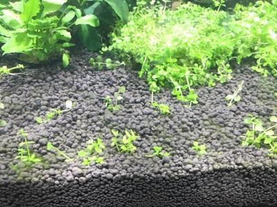 龍魚為何跳缸了：龍魚為何跳缸？探究原因與預(yù)防措施 龍魚為何跳缸了：龍魚為何跳缸？探究原因與預(yù)防措施 龍魚百科 第2張