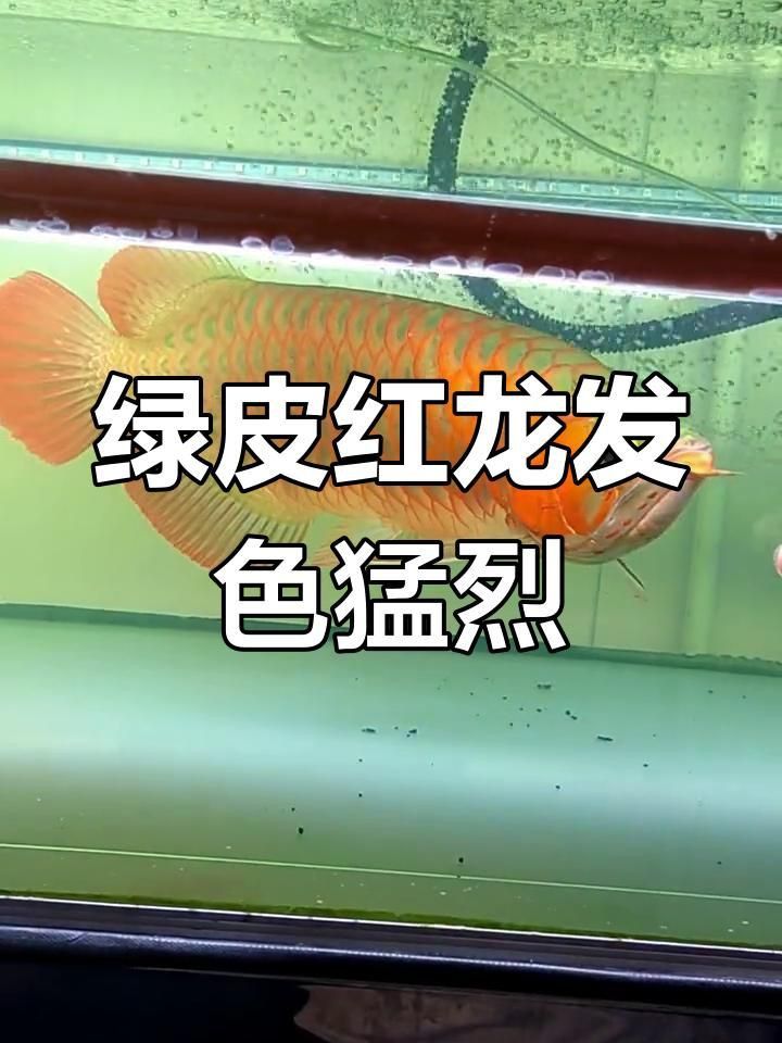 辣椒紅龍綠皮好還是藍皮好 辣椒紅龍綠皮好還是藍皮好 龍魚百科 第4張