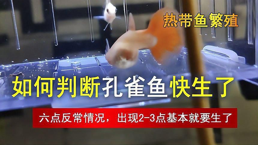 孔雀魚下崽的征兆
