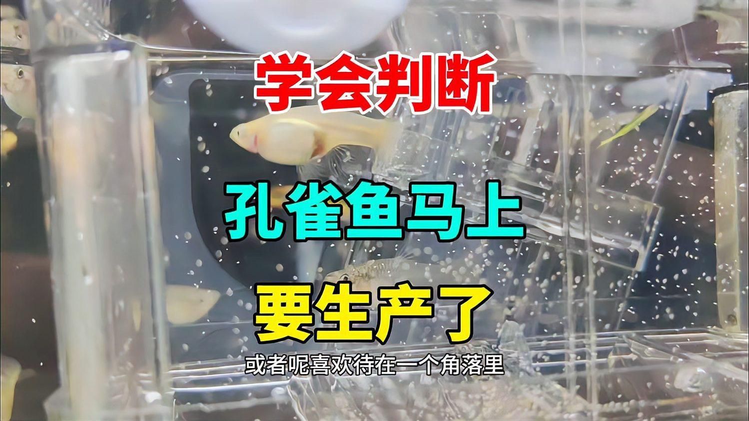 孔雀魚下崽的征兆