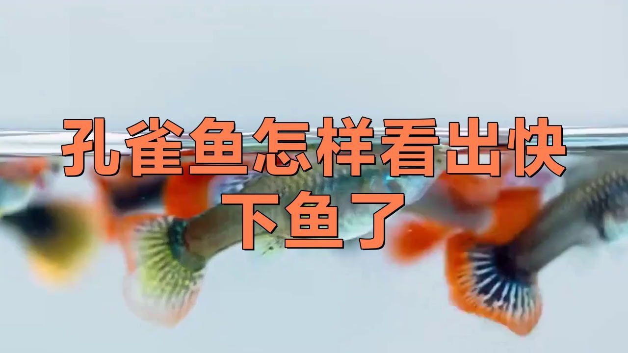 孔雀魚下崽的征兆