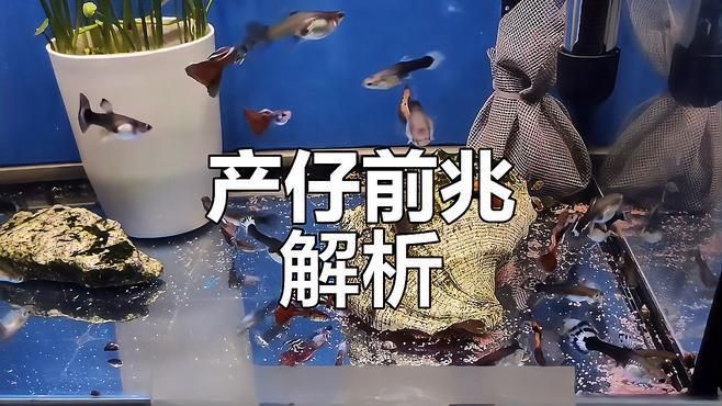 孔雀魚下崽的征兆
