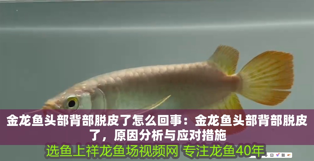 金龍魚頭部背部脫皮了怎么回事：金龍魚頭部背部脫皮了，原因分析與應(yīng)對(duì)措施 金龍魚頭部背部脫皮了怎么回事：金龍魚頭部背部脫皮了，原因分析與應(yīng)對(duì)措施 龍魚百科 第1張