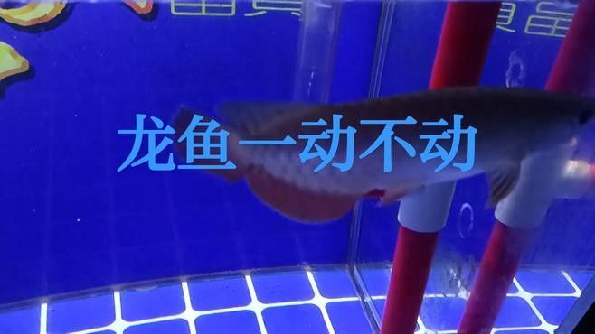 龍魚吃食正常不愛游動怎么回事