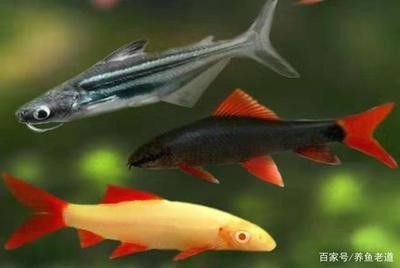 龍魚害怕的表現有哪些方面的癥狀：龍魚在害怕時可能表現出的癥狀
