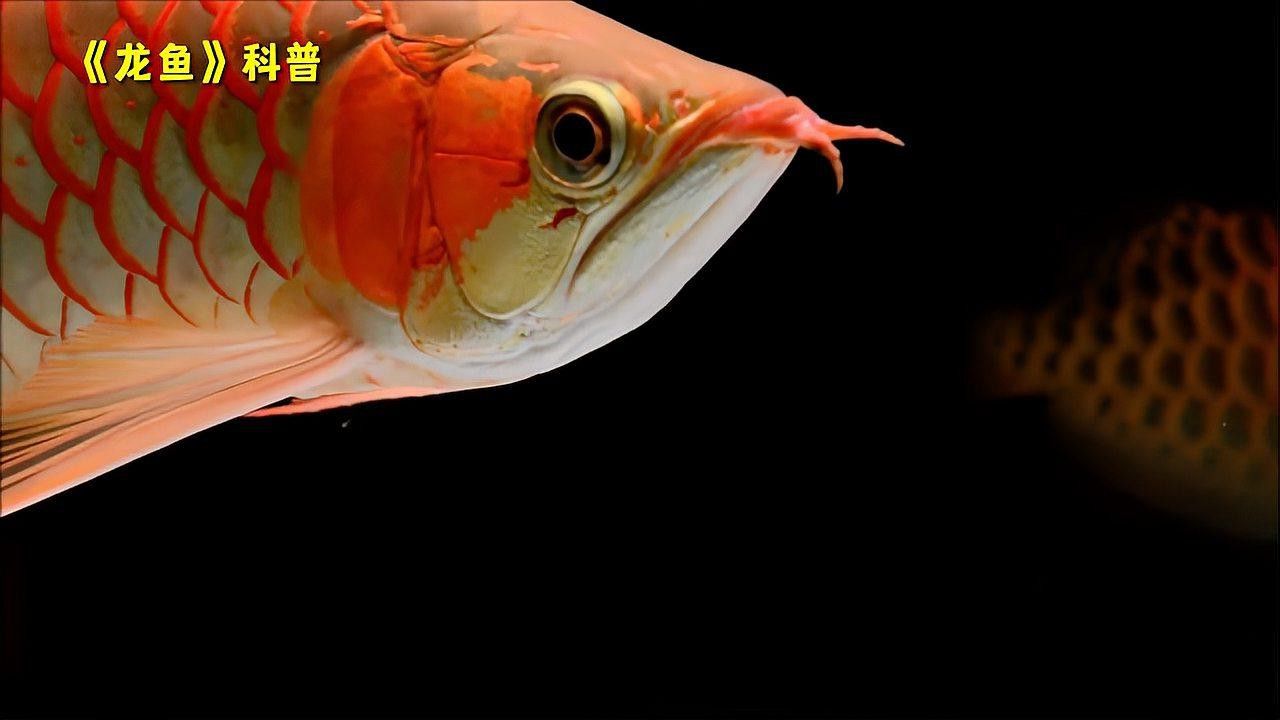 紅龍魚圖片高清頭像大全集