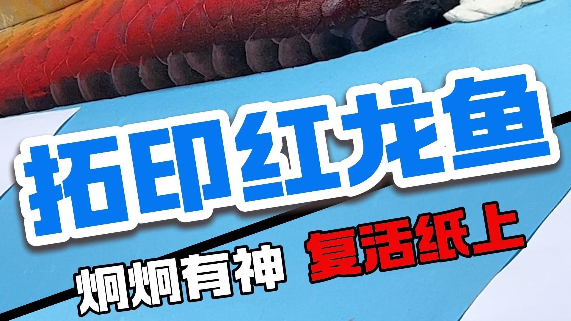 紅龍魚圖片高清頭像大全集