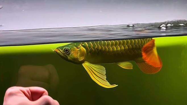 紅龍魚圖片高清頭像大全集
