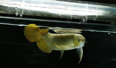 龍魚壽命一般多長時間：龍魚壽命受到多種因素影響，龍魚壽命受多種因素影響
