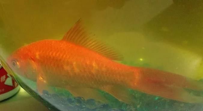 紅龍魚炸鱗多久會死？ 紅龍魚炸鱗多久會死？ 龍魚百科 第4張
