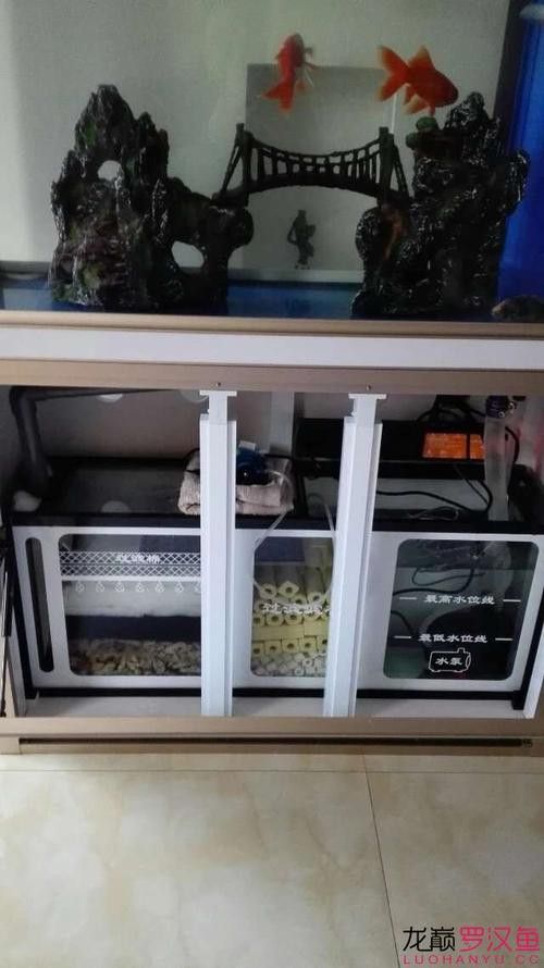 養(yǎng)龍魚用什么濾材好