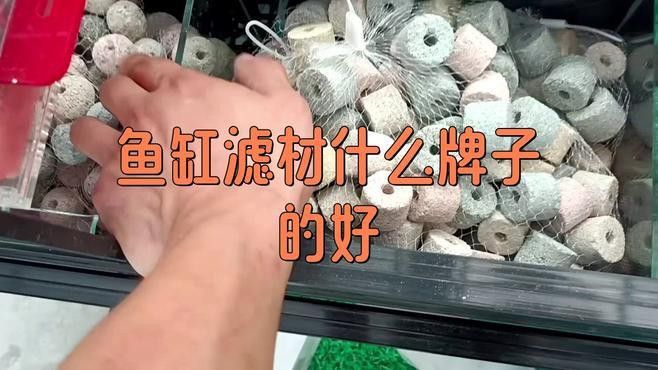 養(yǎng)龍魚用什么濾材好