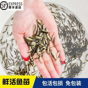 龍魚不吃麥穗魚怎么辦【龍魚不吃麥穗魚怎么辦，】