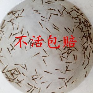 龍魚不吃麥穗魚怎么辦【龍魚不吃麥穗魚怎么辦，】