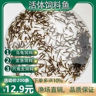 龍魚不吃麥穗魚怎么辦【龍魚不吃麥穗魚怎么辦，】