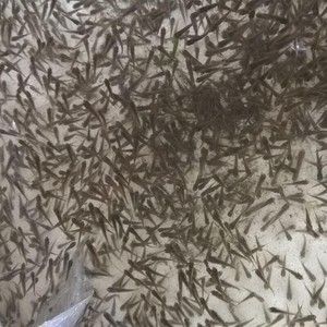 龍魚不吃麥穗魚怎么辦【龍魚不吃麥穗魚怎么辦，】