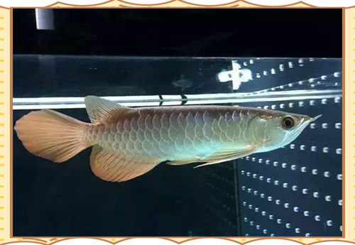 龍魚充血期間可以喂食嗎？