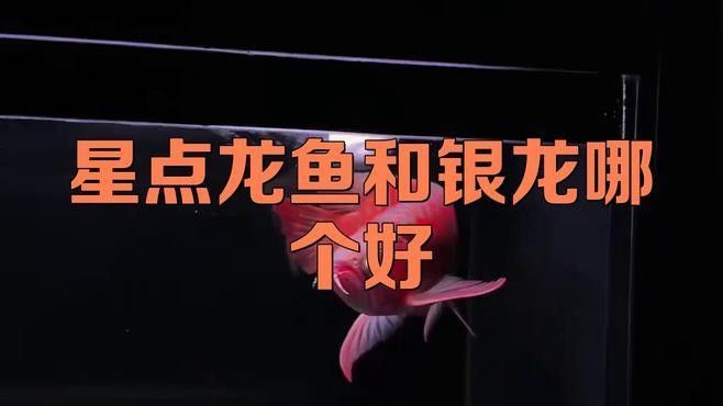 銀龍魚和星點龍魚哪個好養(yǎng)活