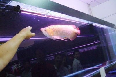 紅龍魚用led燈和燈管的區別，紅龍魚用led燈和燈管各有優缺點