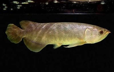 圖騰金龍魚多少錢（圖騰金龍魚價(jià)格范圍較廣，從幾百元到幾萬(wàn)元人民幣不等） 圖騰金龍魚多少錢（圖騰金龍魚價(jià)格范圍較廣，從幾百元到幾萬(wàn)元人民幣不等） 龍魚百科 第4張