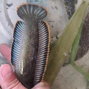 龍魚長蟲用治么：如何治療龍魚體內(nèi)的寄生蟲
