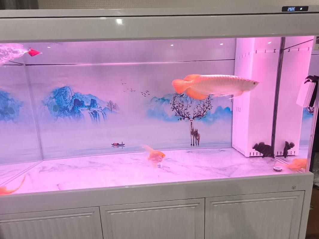 虎鯊能和龍魚混養嗎圖片大全