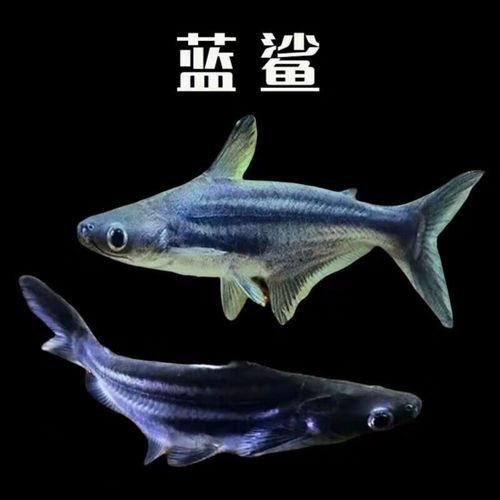 虎鯊能和龍魚混養嗎圖片大全