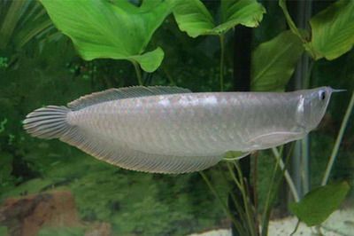 銀龍魚一只上下游動張嘴（銀龍魚上下游動并張嘴可能是由于缺氧所致缺氧所致） 銀龍魚一只上下游動張嘴（銀龍魚上下游動并張嘴可能是由于缺氧所致缺氧所致） 龍魚百科 第4張