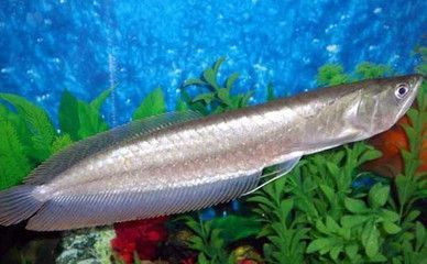 銀龍魚一只上下游動張嘴（銀龍魚上下游動并張嘴可能是由于缺氧所致缺氧所致） 銀龍魚一只上下游動張嘴（銀龍魚上下游動并張嘴可能是由于缺氧所致缺氧所致） 龍魚百科 第3張