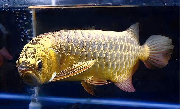 紅龍魚成長記錄變化 紅龍魚成長記錄變化 龍魚百科 第2張