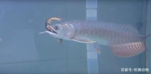龍魚咬其他魚什么原因：龍魚咬其他魚的原因 龍魚咬其他魚什么原因：龍魚咬其他魚的原因 龍魚百科 第5張
