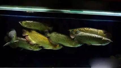 龍魚趴底尾巴翹起來是由多種原因引起的，可能是多種原因引起的：龍魚趴底尾巴翹起來可能是由多種原因引起的