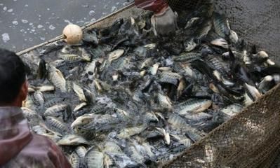 龍魚如何打撈：打撈龍魚時，如何避免其受傷害，有幾種常用的方法需要注意