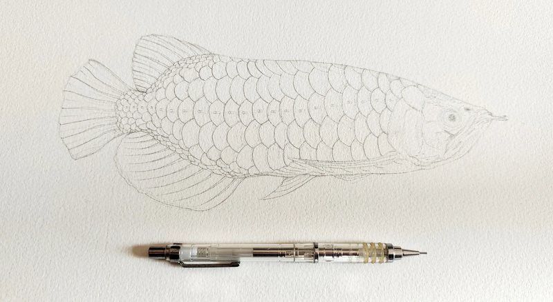 金龍魚畫作的市場價值如何？