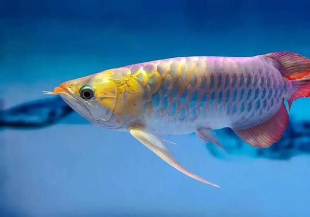 藍(lán)底金龍魚好看嗎圖片高清