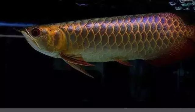 翹頭龍魚好還是平頭的好養(yǎng)