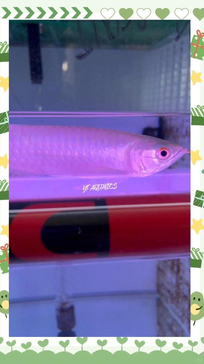 馬來西亞紅龍不發(fā)色怎么樣