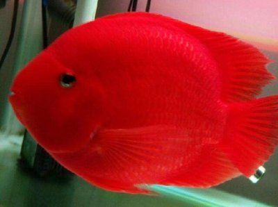 龍魚價格排行榜前十名品種（龍魚價格排行榜）