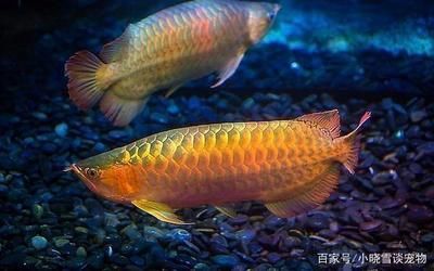單養一條金龍魚好嗎：單養一條金龍魚好嗎,