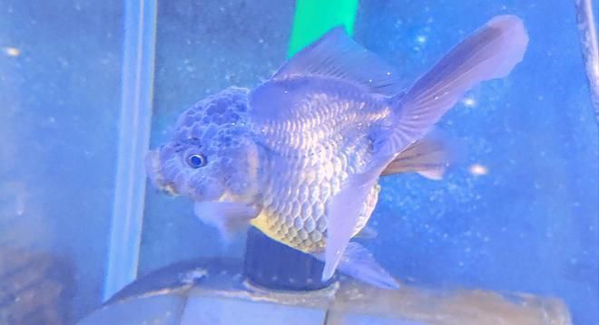 龍魚白點病加溫30后多久白點會掉：如何治療龍魚白點病