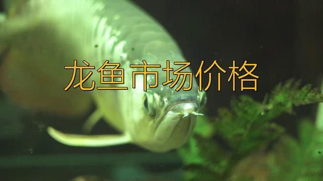金龍魚銀龍魚紅龍魚的圖片 金龍魚銀龍魚紅龍魚的圖片 龍魚百科 第27張