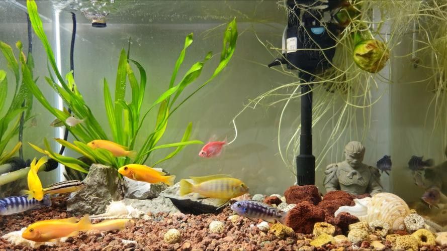 金龍魚市場價格趨勢