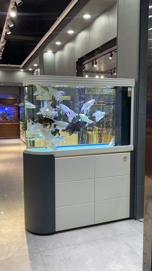 金龍魚市場價格趨勢