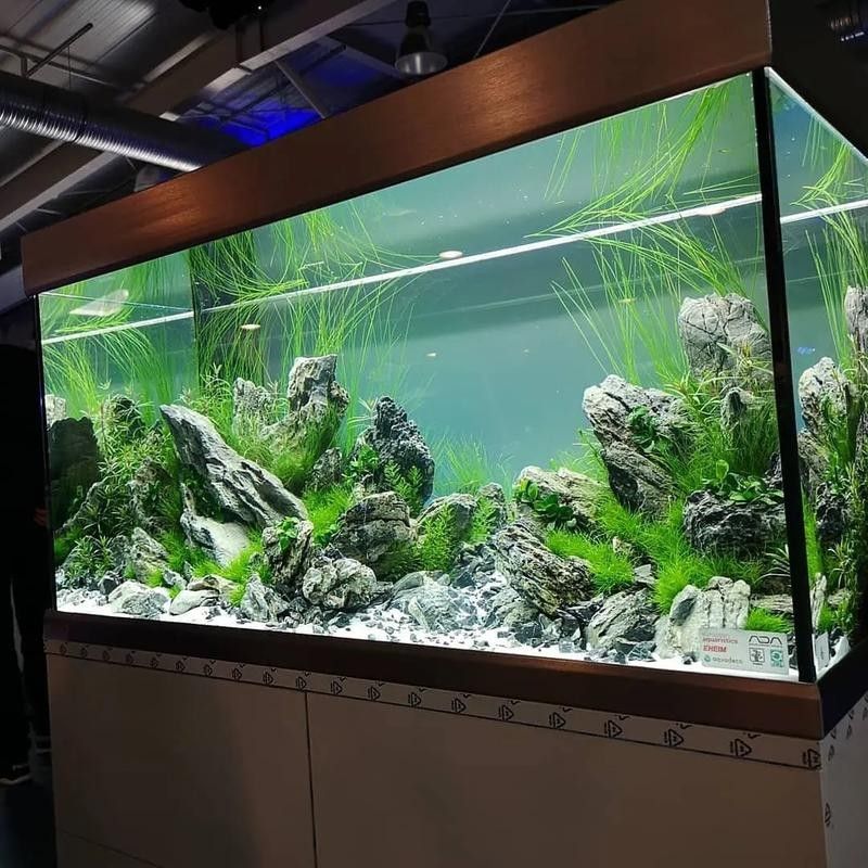 金龍魚市場價格趨勢