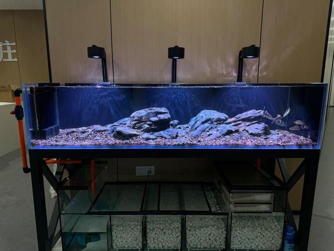 金龍魚市場價格趨勢