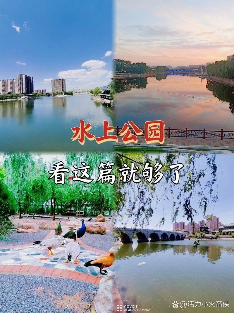 金龍魚市場價格趨勢