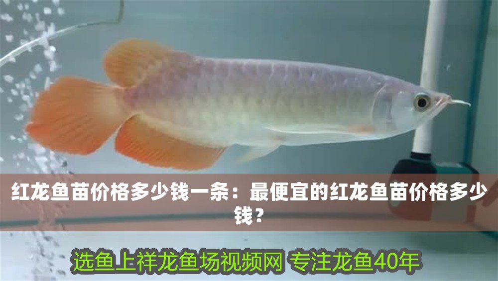 紅龍魚苗價格多少錢一條：最便宜的紅龍魚苗價格多少錢？ 紅龍魚苗價格多少錢一條：最便宜的紅龍魚苗價格多少錢？ 龍魚百科 第1張